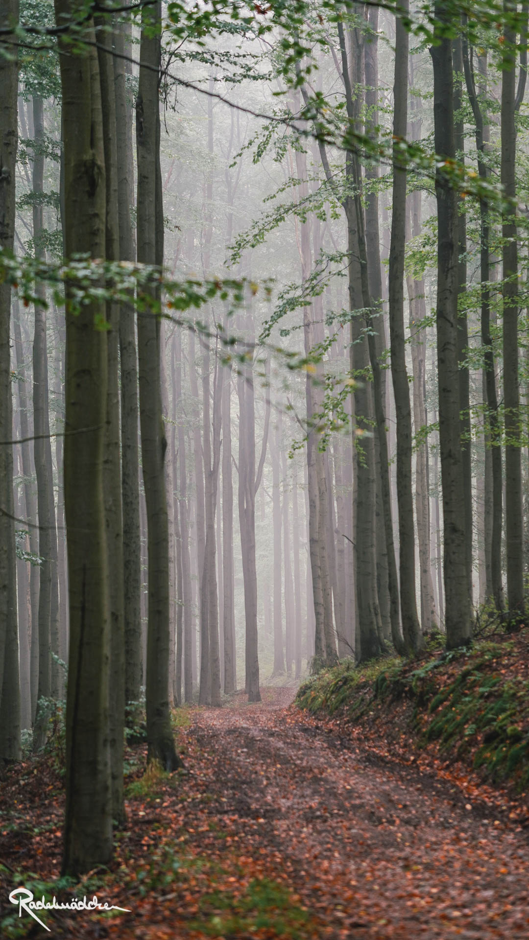 nebelverhangener Wald