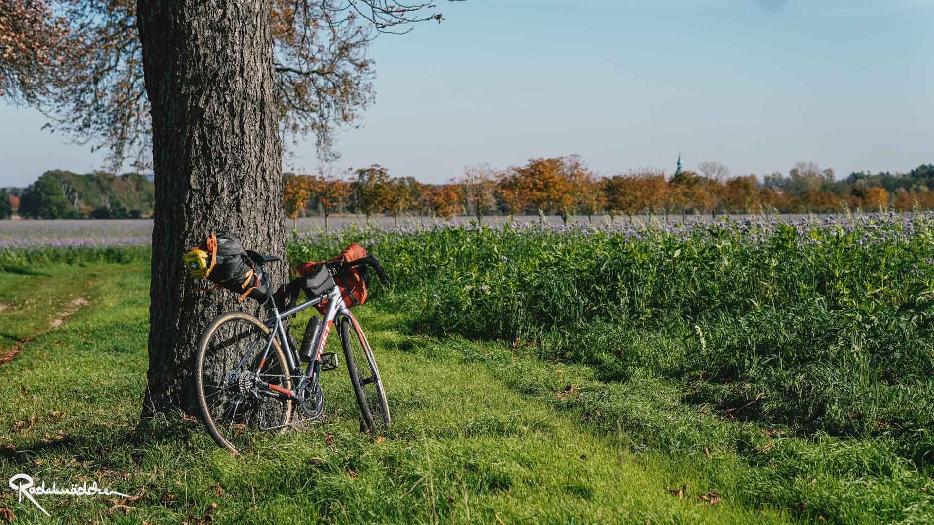 Gravelrad mit Bikepacking Tachen lehnt an einem Baum neben einem Feld