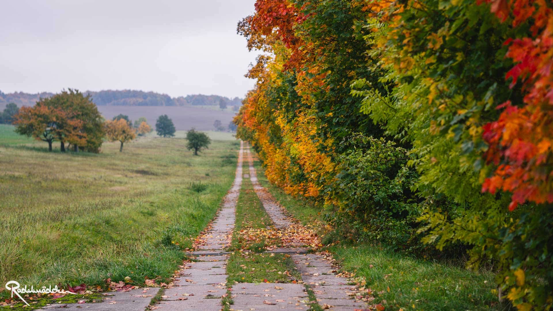 Betonplattenweg neben Wiese und bunten Bäumen