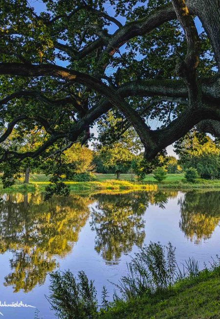 Baum über der Neiße